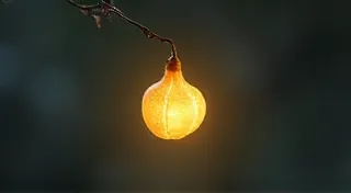 The Humming Seed: Propagation Techniques for Rare Miniature Plants