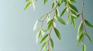 Whispering Willows: Training Miniature Trees for Graceful Forms